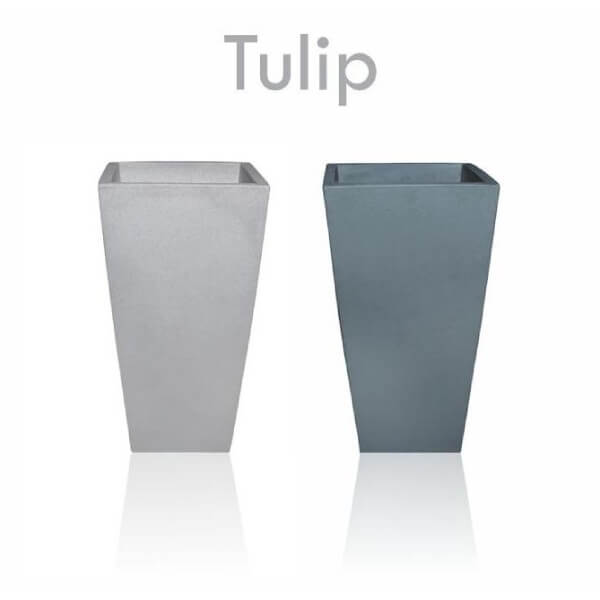 TULIP BIG ORP - 08 - Product Image